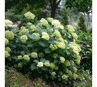 Lime Rickey Sevenbark Outdoor Shrub Plant Hydrangea Arborescens 2L Pot Plant Theory Green One Size