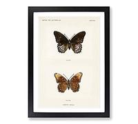 Limenitis Arthemis Butterfly by S.F. Denton Framed Print | A2 Black Framed Wall Art | Ready to Hang | Modern Animal Picture | Living Room Bedroom Lounge Office
