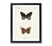 Limenitis Arthemis Butterfly By S.F. Denton Vintage Framed Print | A4 Black Framed Wall Art | Ready to Hang | Classic Animal Picture | Living Room Bedroom Lounge Office