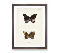 Limenitis Arthemis Butterfly By S.F. Denton Vintage Framed Wall Art Print, Ready to Hang Picture for Living Room Bedroom Home Office Décor, Walnut A4 (34 x 25 cm)