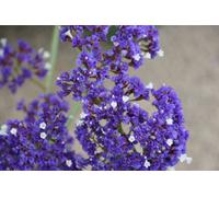 Limonium Perezii Plug Plant Sea Lavender
