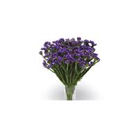 Limonium sinuatum Dark Blue | Floral Cut Flower Plant | 6 Plug Plants