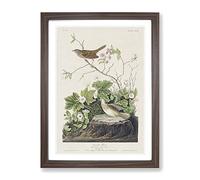 Lincoln Finch Birds By John James Audubon Vintage Framed Print | A2 Walnut Framed Wall Art | Ready to Hang | Classic Nature Picture | Living Room Bedroom Lounge Office