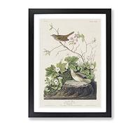 Lincoln Finch Birds By John James Audubon Vintage Framed Print | A3 Black Framed Wall Art | Ready to Hang | Classic Nature Picture | Living Room Bedroom Lounge Office