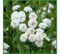 Lincolnshire Pond Plants Achillea Ptarmica 'the Pearl' - 1Ltr Potted - Marginal Aquatic Pond Plant