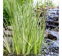 Lincolnshire Pond Plants Acorus Calamus Variegated - 2X Plants And 2X Pots & Compost - Marginal Aquatic Pond Plant