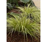 Lincolnshire Pond Plants Acorus Gramineus Ogon - 1Ltr Bareroot - Marginal Aquatic Pond Plant