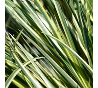 Lincolnshire Pond Plants Acorus Gramineus Variegatus - 2X Plants And 2X Pots & Compost - Marginal Aquatic Pond Plant