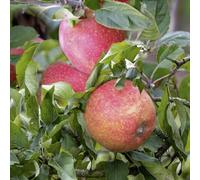 Lincolnshire Pond Plants Adams's Pearmain Apple (Malus) Tree - 12Ltr Potted