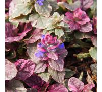 Lincolnshire Pond Plants Ajuga Reptans 'burgundy Glow' - 1Ltr Potted - Marginal Aquatic Pond Plant