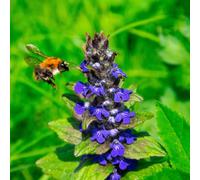 Lincolnshire Pond Plants Ajuga Reptans 'common' - 2X Plants And 2X Pots & Compost - Marginal Aquatic Pond Plant
