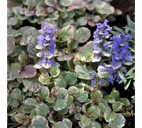 Lincolnshire Pond Plants Ajuga Reptans Variegated - 9Cm Bareroot - Marginal Aquatic Pond Plant