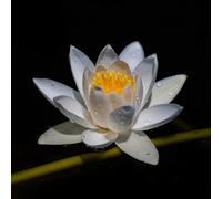 Lincolnshire Pond Plants Alba Water Lily - Loose Root - Marginal Aquatic Pond Plant