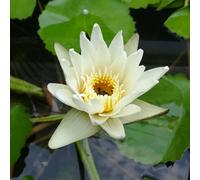 Lincolnshire Pond Plants Albatross Water Lily - Potted - Marginal Aquatic Pond Plant