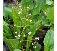 Lincolnshire Pond Plants Alisma 'parviflora' - 3X 1Ltr Plants - Marginal Aquatic Pond Plant