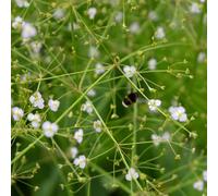 Lincolnshire Pond Plants Alisma Plantago Aquatica - 2X Plants And 2X Pots & Compost - Marginal Aquatic Pond Plant