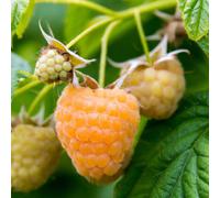 Lincolnshire Pond Plants Allgold Raspberry (Rubus) Tree - 3Ltr Potted