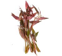 Lincolnshire Pond Plants Alternanthera Cardinalis - Live Aquarium Plant For Freshwater Tropical Tanks Aquascaping (3X Loose)