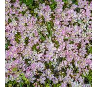 Lincolnshire Pond Plants Anagellis Tenella - 7Cm Plug - Marginal Aquatic Pond Plant