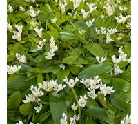 Lincolnshire Pond Plants Aponogeton Distachyos Deep Water (Water Hawthorn) - 1 Litre Bareroot - Marginal Aquatic Pond Plant