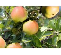Lincolnshire Pond Plants Arthur Turner Apple (Malus) Tree - 7Ltr Potted