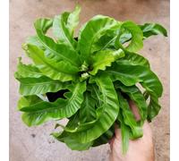 Lincolnshire Pond Plants Asplenium Scolopendrium 'hurricane' - 9Cm Bareroot - Marginal Aquatic Pond Plant