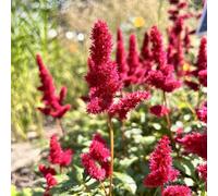 Lincolnshire Pond Plants Astilbe Burgundy Red - 1Ltr Bareroot - Marginal Aquatic Pond Plant