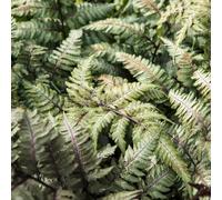 Lincolnshire Pond Plants Athyrium Niponicum 'metallicum' - 2X Plants And 2X Pots & Compost - Marginal Aquatic Pond Plant