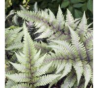 Lincolnshire Pond Plants Athyrium Niponicum 'pewter Lace' - 3X 9Cm Plants - Marginal Aquatic Pond Plant