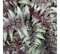 Lincolnshire Pond Plants Athyrium Niponicum 'red Beauty' - 3Ltr Bareroot - Marginal Aquatic Pond Plant