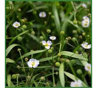 Lincolnshire Pond Plants Baldellia Ranunculoides - 2X Plants And 2X Pots & Compost - Marginal Aquatic Pond Plant