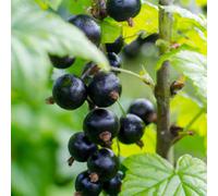 Lincolnshire Pond Plants Ben Hope Blackcurrant (Ribes Nigrum) Plant - 3Ltr Potted