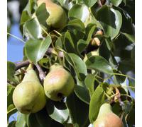 Lincolnshire Pond Plants Beth Pear (Pyrus) Tree - 7Ltr Potted