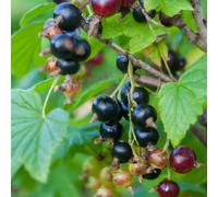 Lincolnshire Pond Plants Black 'n' Red Premiere Blackcurrant (Ribes Nigrum) Plant - 5Ltr Potted