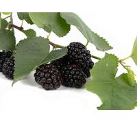 Lincolnshire Pond Plants Black Persian Mulberry (Morus) Tree - 3Ltr Potted
