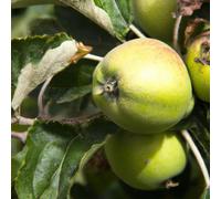 Lincolnshire Pond Plants Bramley 20 Apple (Malus) Tree - 12Ltr Potted