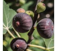 Lincolnshire Pond Plants Brown Turkey Fig (Ficus Carica) Tree - 3Ltr Potted