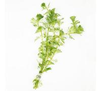 Lincolnshire Pond Plants Cabomba Aquatica - Live Aquarium Plant For Freshwater Tropical Tanks Aquascaping (5X Loose)