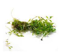 Lincolnshire Pond Plants Callitriche (Starwort) - 1X Bunch - Oxygenating Marginal Aquatic Pond Plant