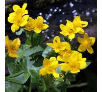 Lincolnshire Pond Plants Caltha Palustris 'polypetala' - 1Ltr Bareroot - Marginal Aquatic Pond Plant