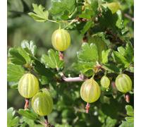 Lincolnshire Pond Plants Captivator Gooseberry (Ribes Uva-Crispa) Tree - 5Ltr Potted