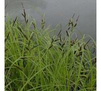 Lincolnshire Pond Plants Carex Acuta - 3Ltr Potted - Marginal Aquatic Pond Plant