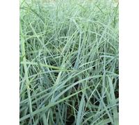 Lincolnshire Pond Plants Carex Panicea - 1Ltr Potted - Marginal Aquatic Pond Plant