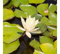 Lincolnshire Pond Plants Charlene Strawn Water Lily - Large Kit - Marginal Aquatic Pond Plant