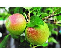 Lincolnshire Pond Plants Charles Ross Apple (Malus) Tree - 7Ltr Potted