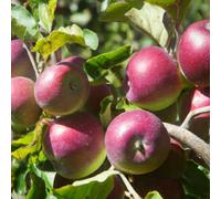Lincolnshire Pond Plants Chivers Delight Apple (Malus) Tree - 7Ltr Potted