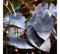 Lincolnshire Pond Plants Colocasia Esculenta 'black Magic' - 9Cm Bareroot - Marginal Aquatic Pond Plant