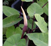 Lincolnshire Pond Plants Colocasia Esculenta 'rubra' - 3Ltr Bareroot - Marginal Aquatic Pond Plant