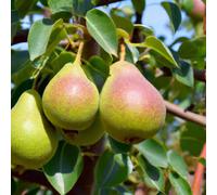 Lincolnshire Pond Plants Conference Pear (Pyrus) Tree - 7Ltr Potted