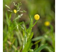 Lincolnshire Pond Plants Cotula Coronopifolia - 3X 7Cm Plugs - Marginal Aquatic Pond Plant